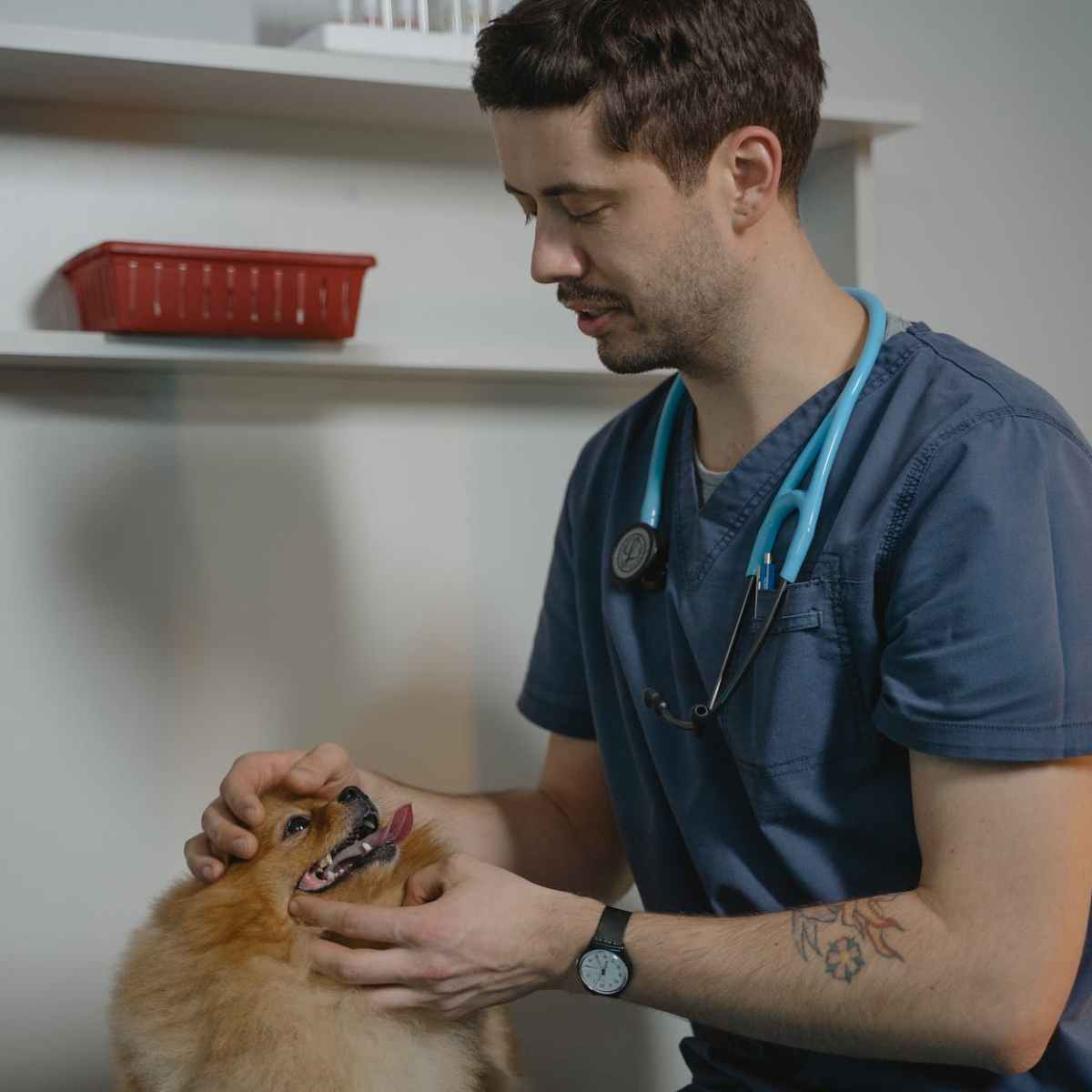 Woran erkenne ich einen guten Tierarzt? 9 Tipps