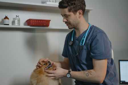 Woran erkenne ich einen guten Tierarzt? 9 Tipps