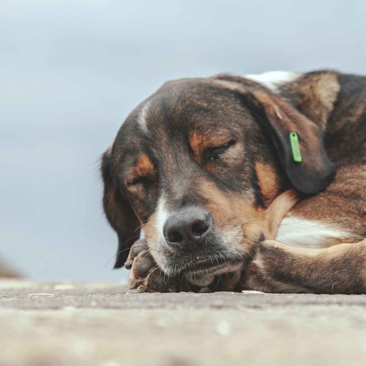 Hund aus dem Tierschutz aufnehmen – worauf achten?