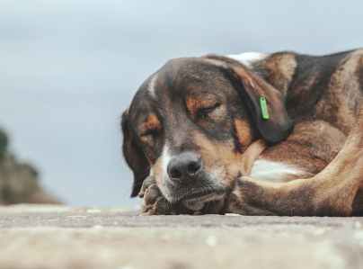 Hund aus dem Tierschutz aufnehmen – worauf achten?