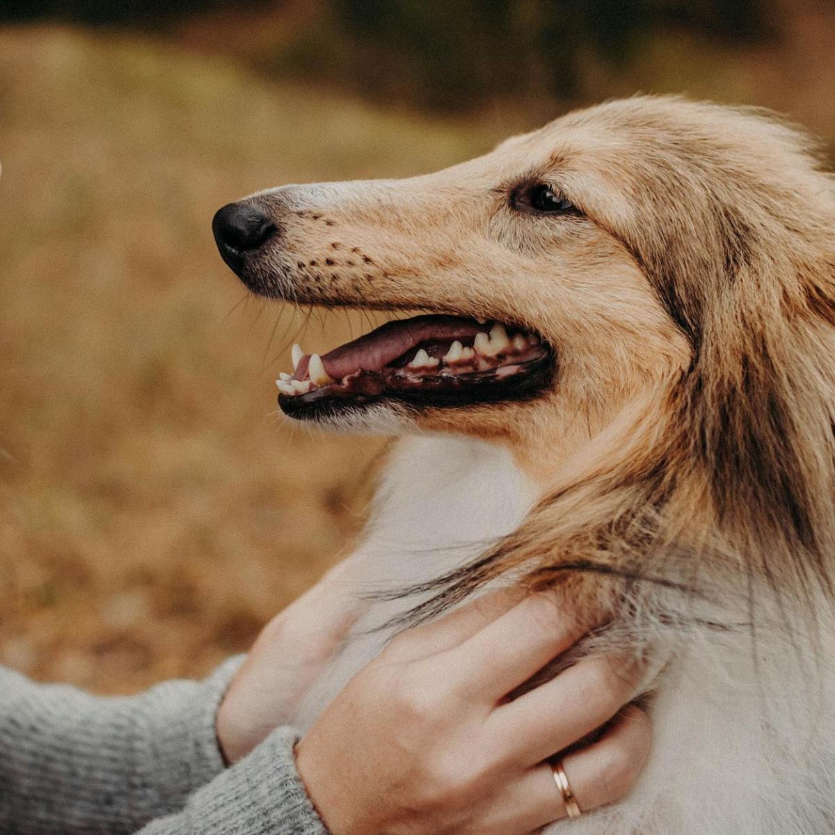 Als Single einen Hund halten – worauf achten?