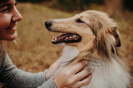 Als Single einen Hund halten – worauf achten?