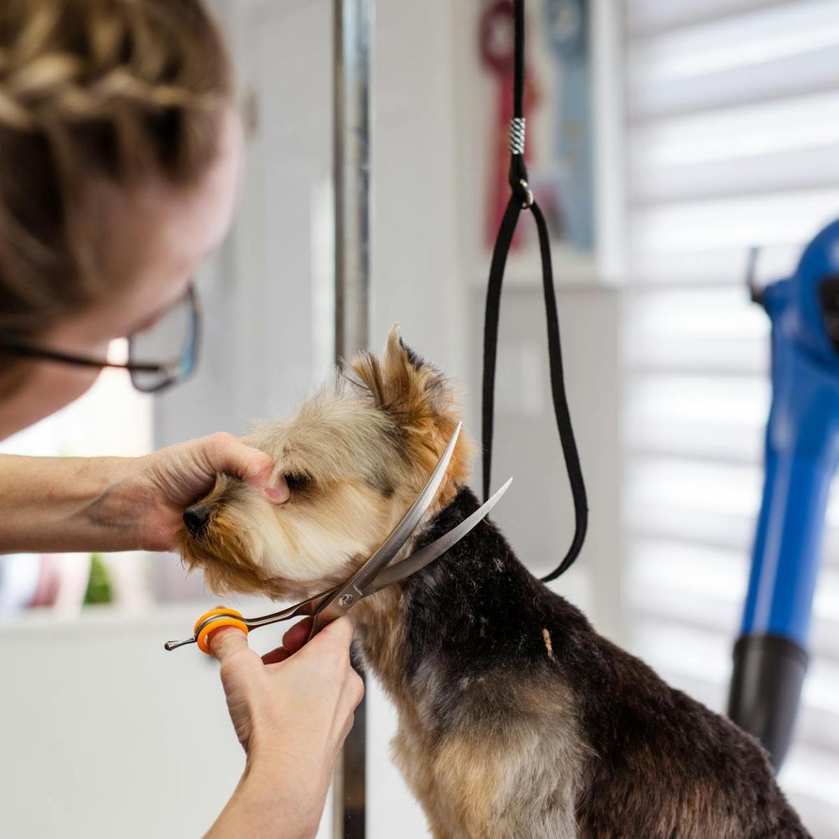 The 7 Most Common Grooming Mistakes for&nbsp;Dogs