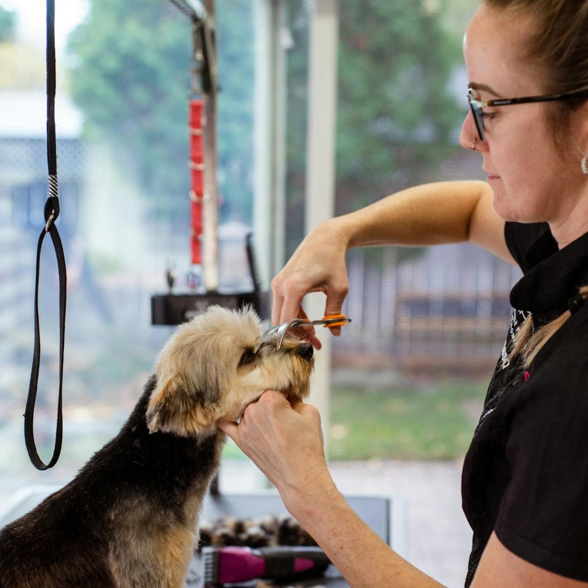 Die 7 häufigsten Pflegefehler bei&nbsp;Hunden