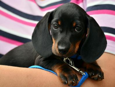 How long can my puppy walk on a leash? The 5-minute rule under the&nbsp;microscope
