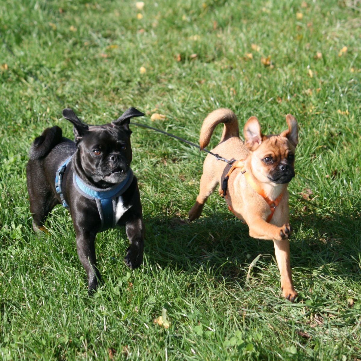 A Future for&nbsp;Pugs