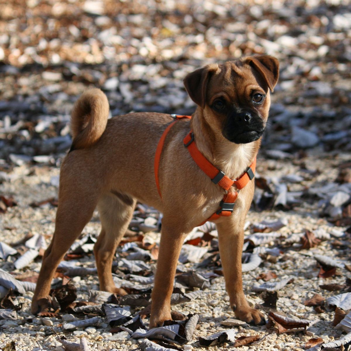 Eine Zukunft für den&nbsp;Mops