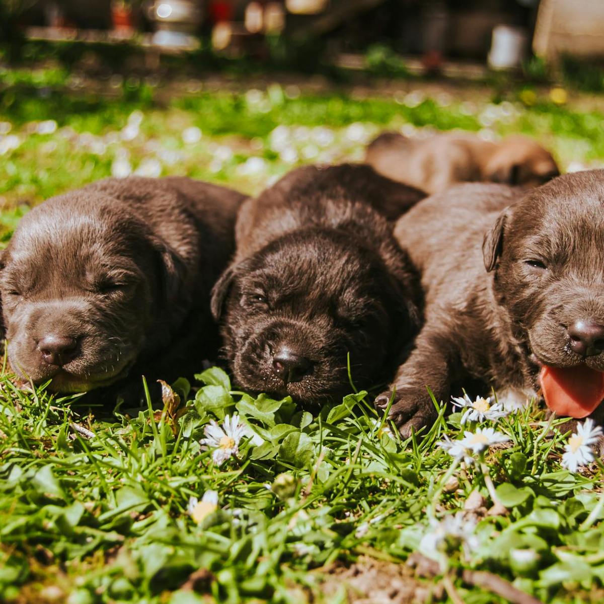 Why adopt puppies at 8&nbsp;weeks?