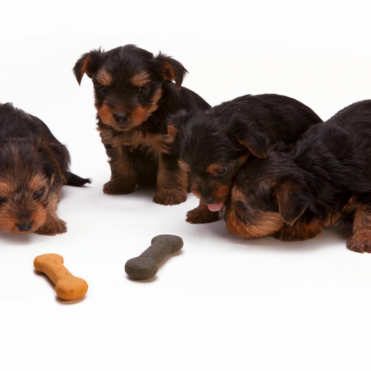 Puppy Blues: What Is It and What Can I Do About&nbsp;It?