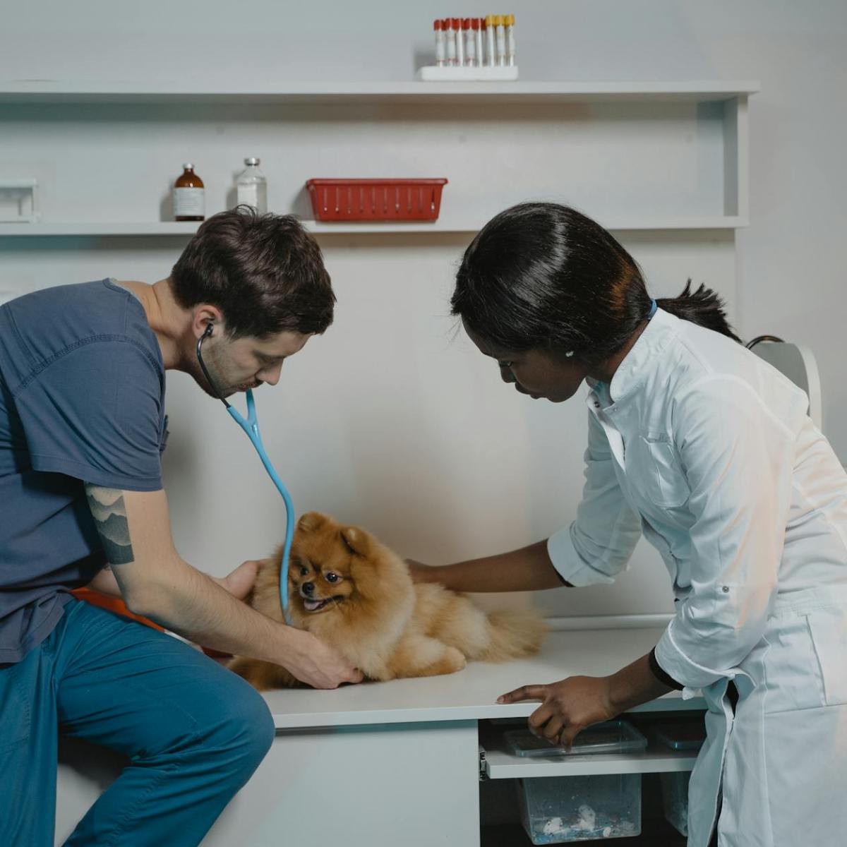 How to Recognize a Good Veterinarian: 9&nbsp;Tips