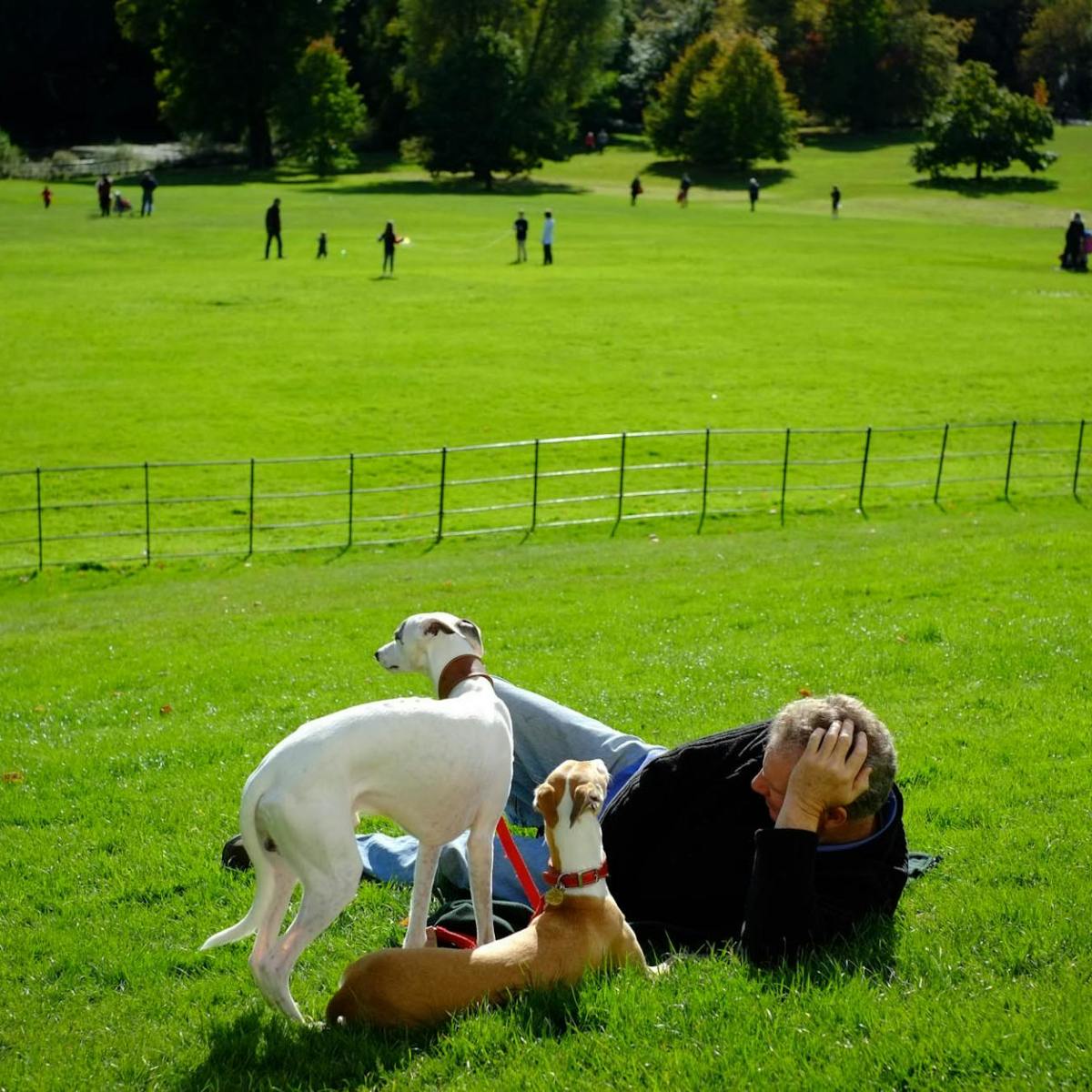 Why Do Dog Parks Have a Bad&nbsp;Reputation?