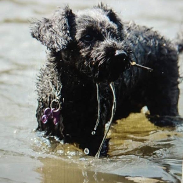 Arbeiten mit Kleinhund – geht das&nbsp;überhaupt?