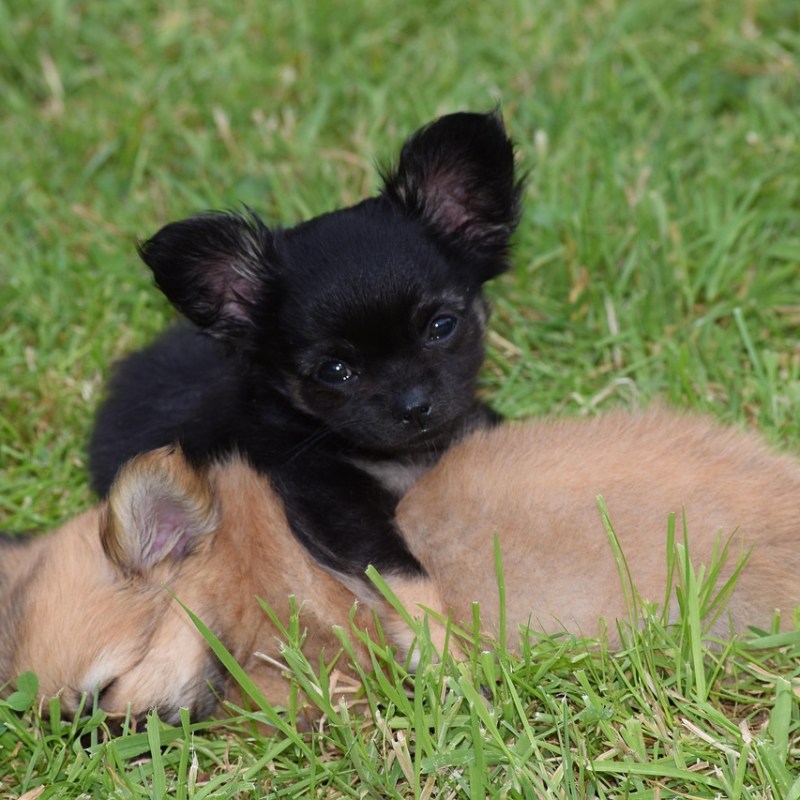 Adopting Littermates – What You Need to&nbsp;Know