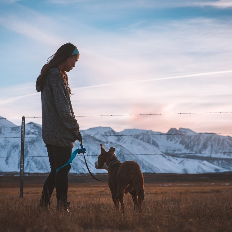 Why Your Dog Should Love the Leash – Tips and&nbsp;Tricks
