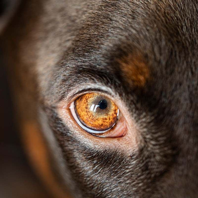 This is THE biggest mistake you can make when choosing a&nbsp;dog!