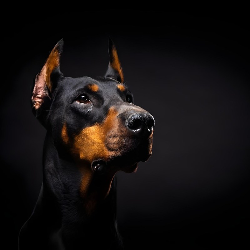 Das ist DER größte Fehler, den du bei der Hundewahl machen&nbsp;kannst!