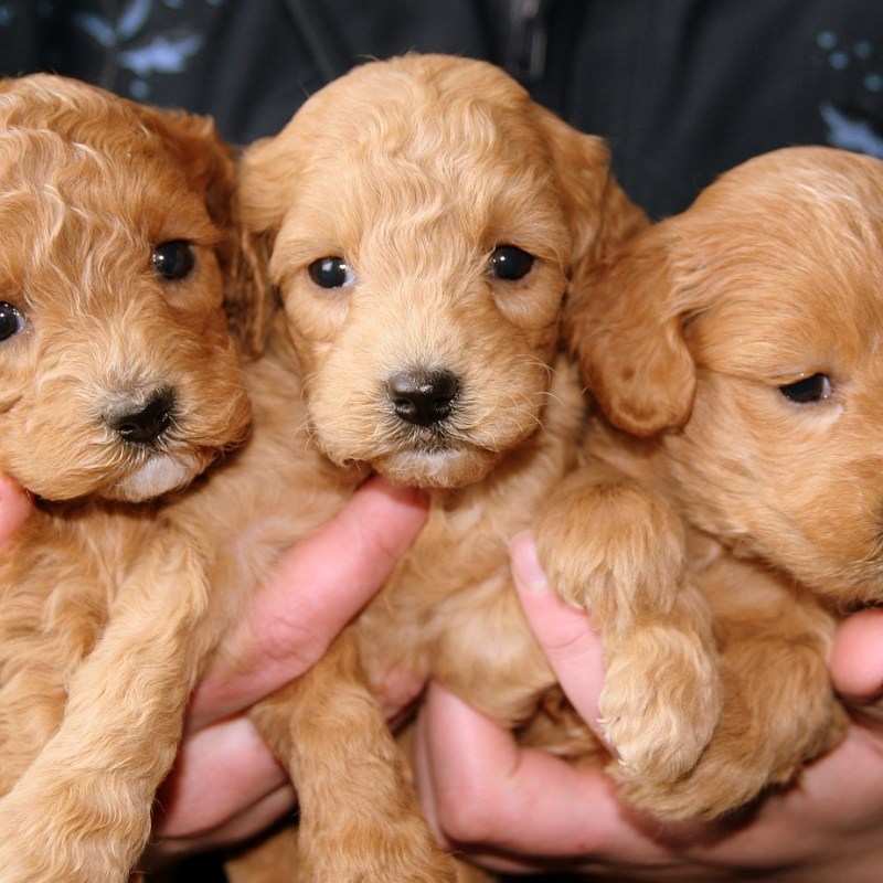 Die Wahrheit über das Littermate-Syndrom