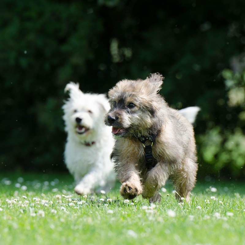 Wurfgeschwister aufnehmen – darauf musst du&nbsp;achten