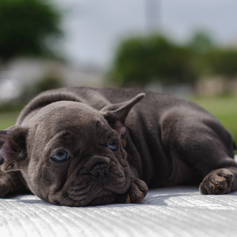 Hilfe, ich bin auf illegalen Welpenhandel reingefallen – was&nbsp;tun?