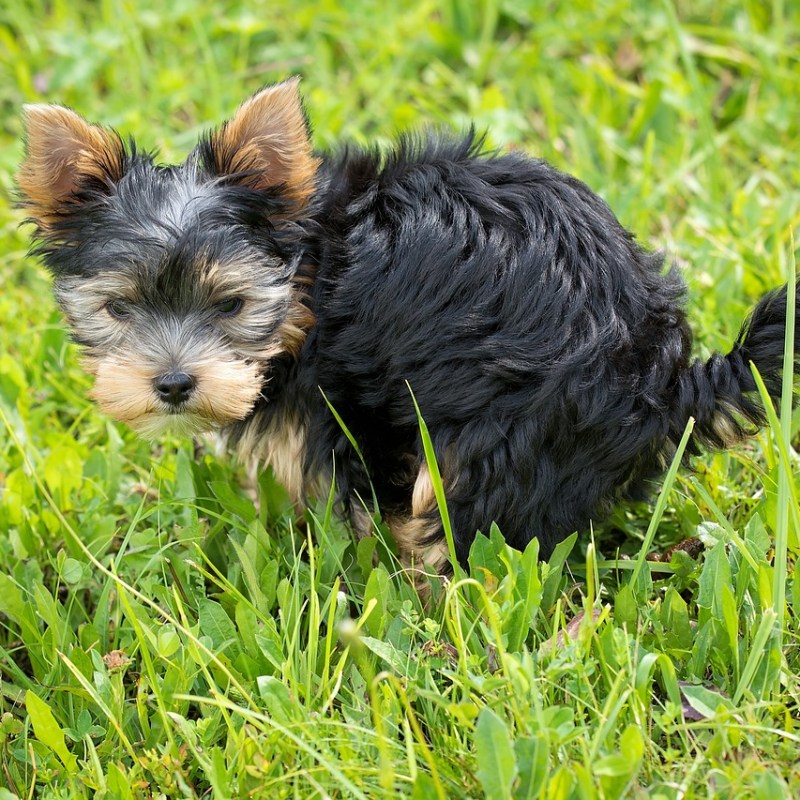 Dog Poop as Fertilizer – Is It Possible? The Surprising Truth + Step-by-Step&nbsp;Guide