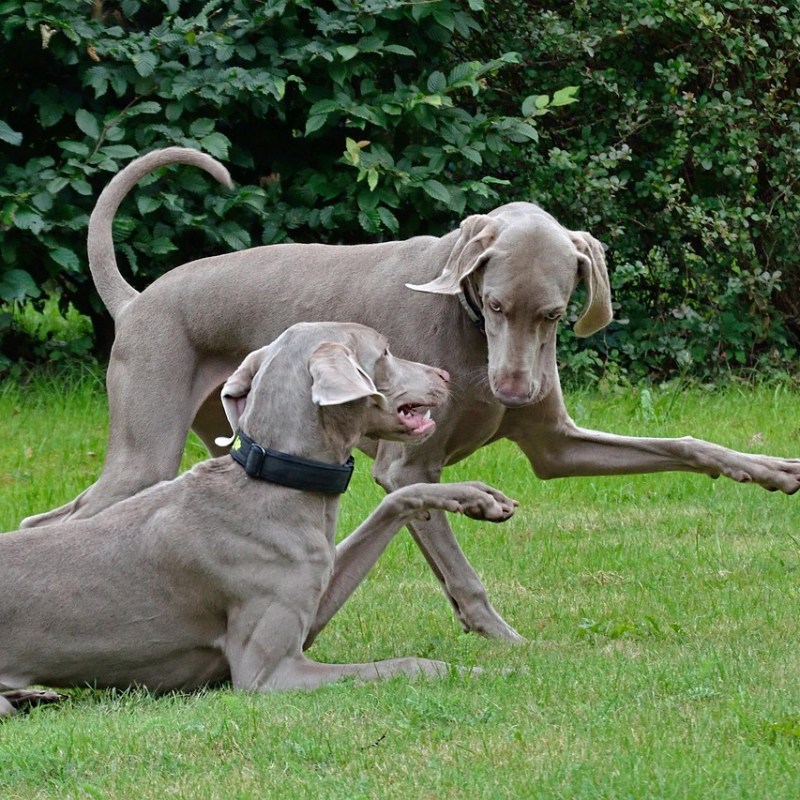 Choosing the Right Second Dog – What You Need to&nbsp;Know