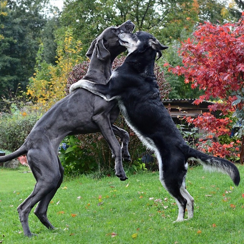 Second Dog – Yes or No? What to Consider? The Ultimate Checklist with 14&nbsp;Tips