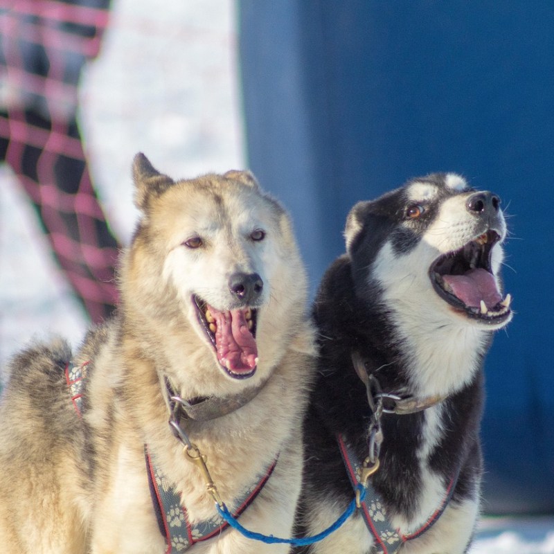 Zweithund richtig auswählen – darauf musst du&nbsp;achten