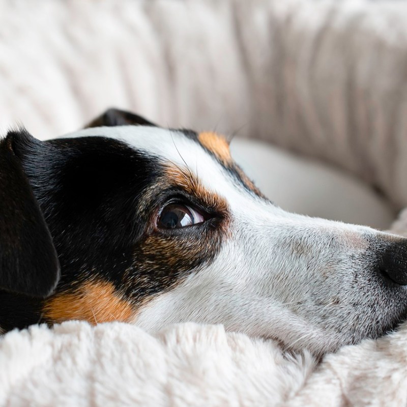 Warum schläft mein Hund nachts nicht durch? Ursachen und&nbsp;Lösungen