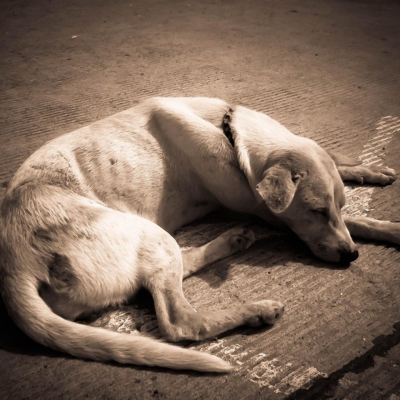 How Much Sleep Does a Dog&nbsp;Need?