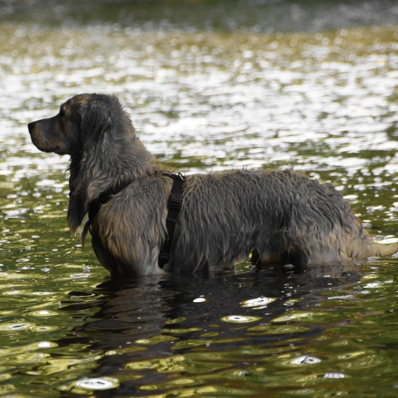 Get Rid of Dog Smell in Your Home – 11 Secret&nbsp;Tips