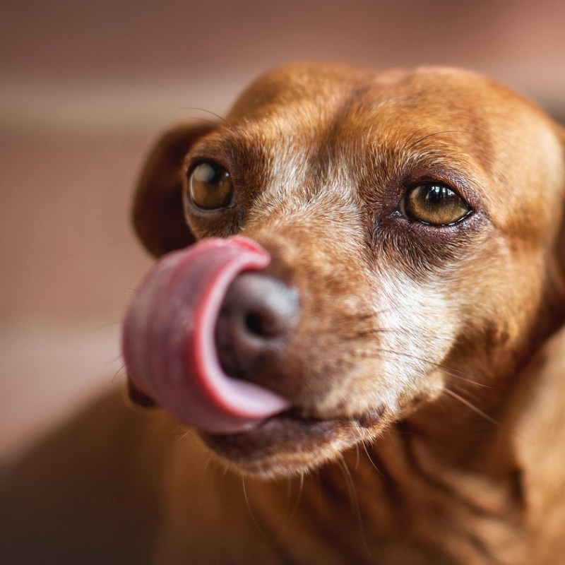 Why Does My Dog Lick&nbsp;Me?