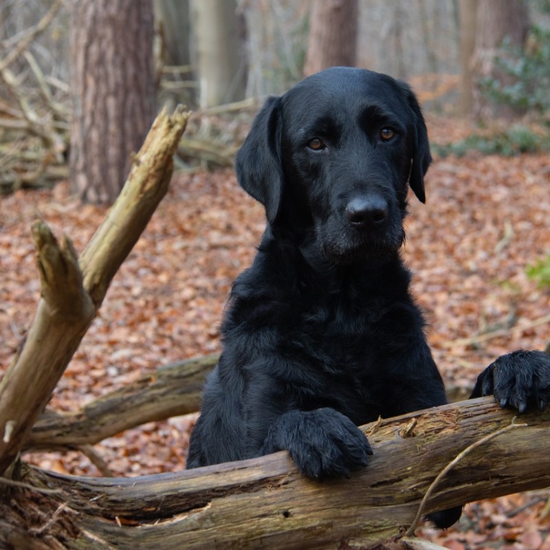 15 Tips to Help Your Dog Feel Safe – How can I help my dog feel&nbsp;safe?