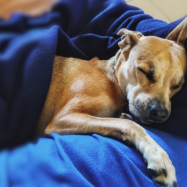 How Long Do Dogs Sleep? A Surprising&nbsp;Answer