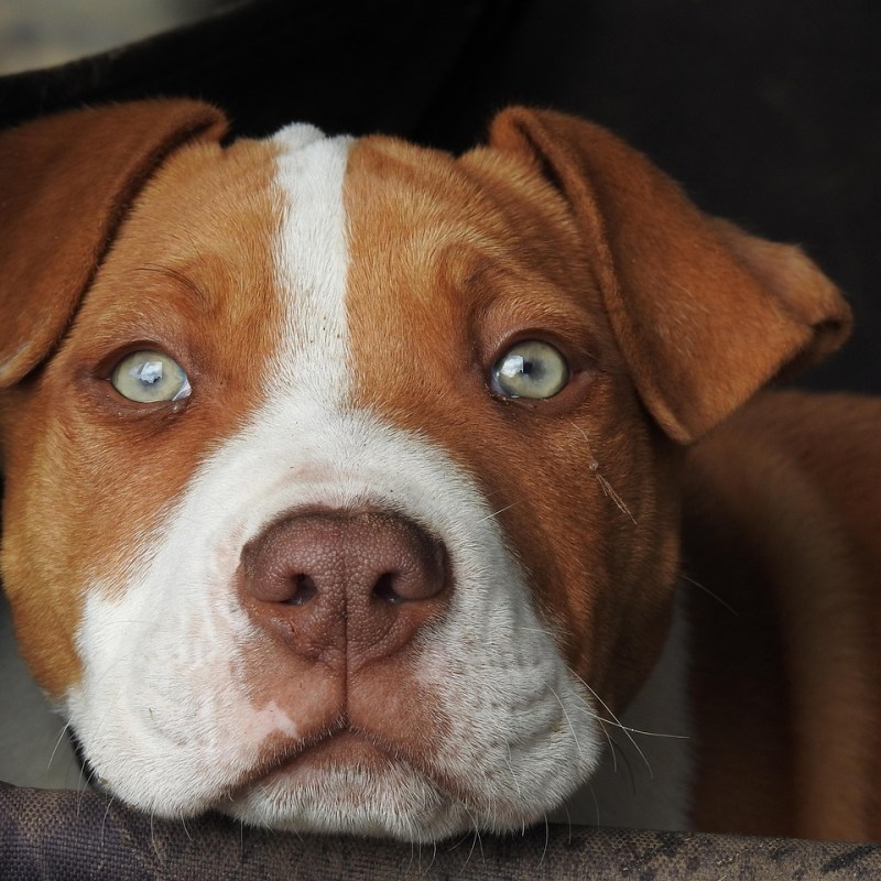 How to Become a More Confident Dog Owner: 11&nbsp;Tips