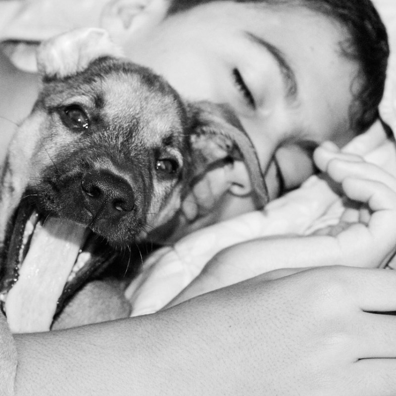 Why Doesn’t My Dog Sleep Through the Night? Causes and&nbsp;Solutions