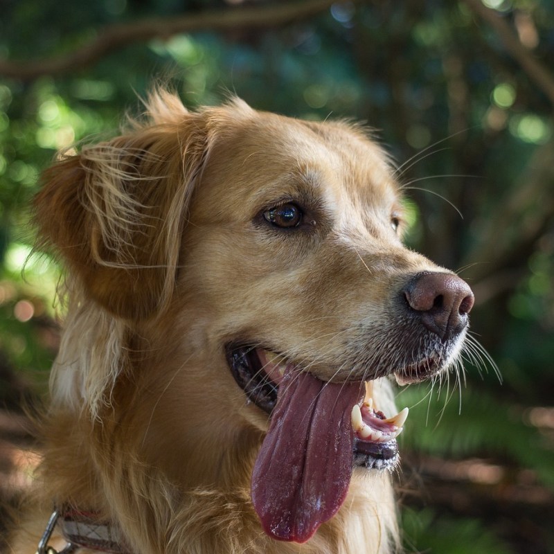 Summer, Sun, Heatstroke – How to Protect Your Dog During&nbsp;Summer