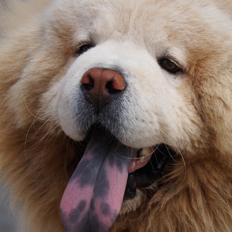 Dogs in Summer – Questions and&nbsp;Answers