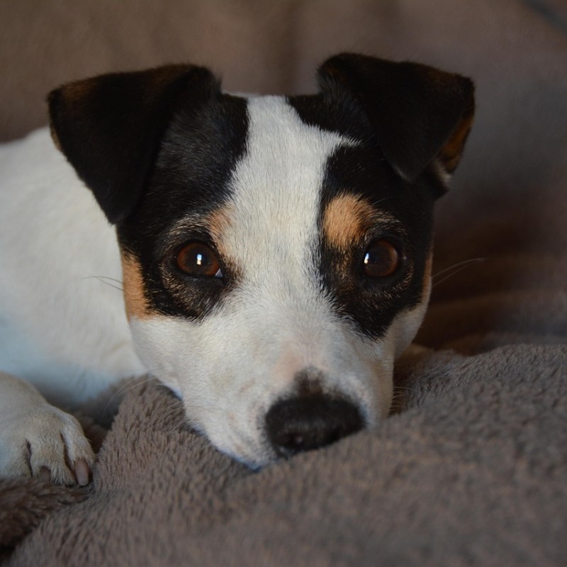 Life with a Jack Russell Terrier: 7 Life Hacks for the Punk Rock&nbsp;Breed