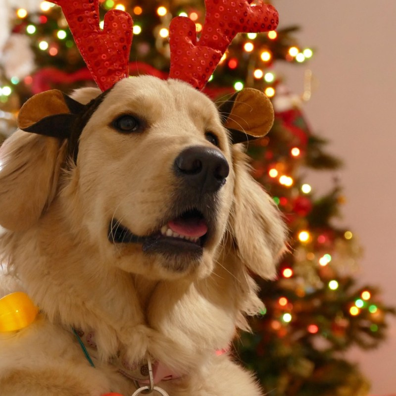 Hundeweihnachten: Bedank dich mal bei deinem&nbsp;Hund