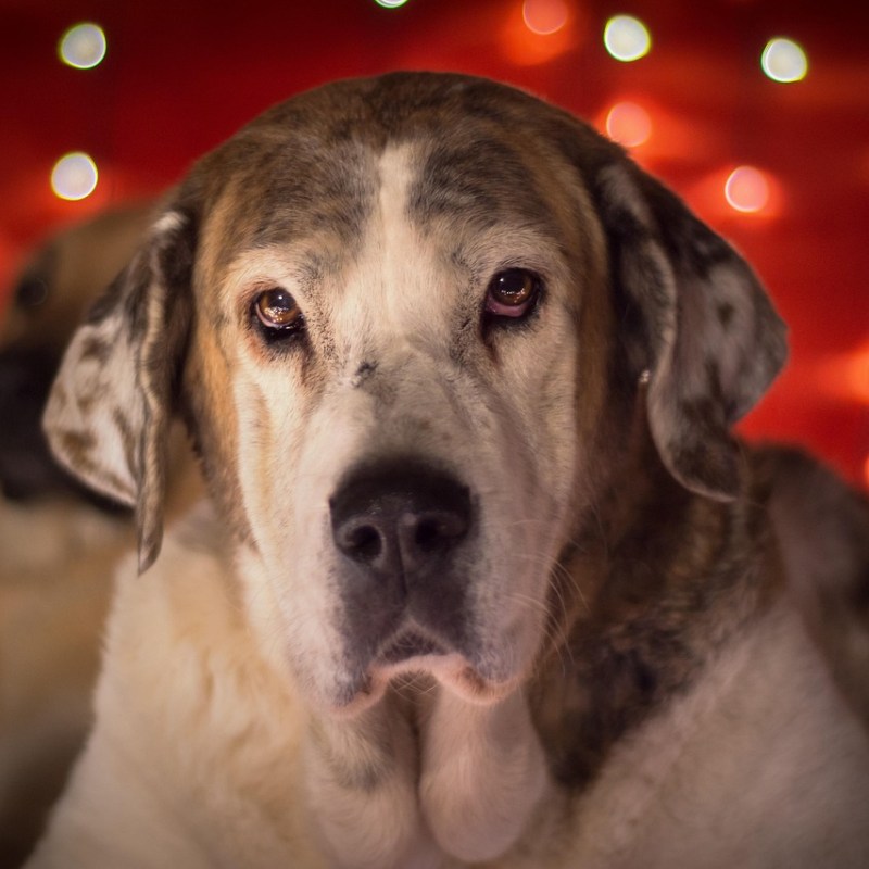 Christmas Alone with Your Dog – So What? 7 Tips for a Fur-tastically Happy&nbsp;Christmas