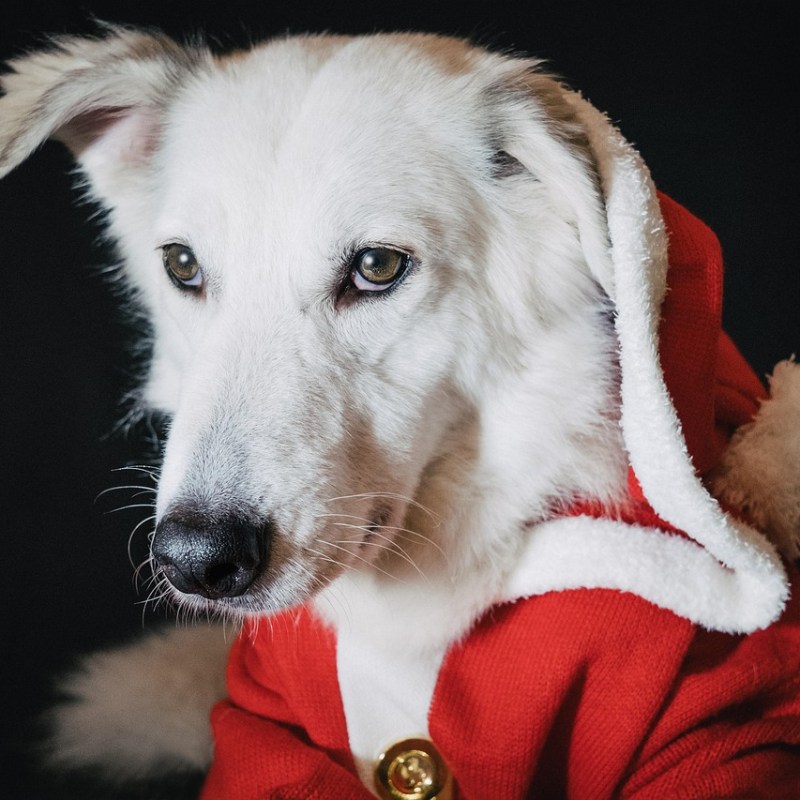 Dog Christmas: Take a Moment to Thank Your&nbsp;Dog