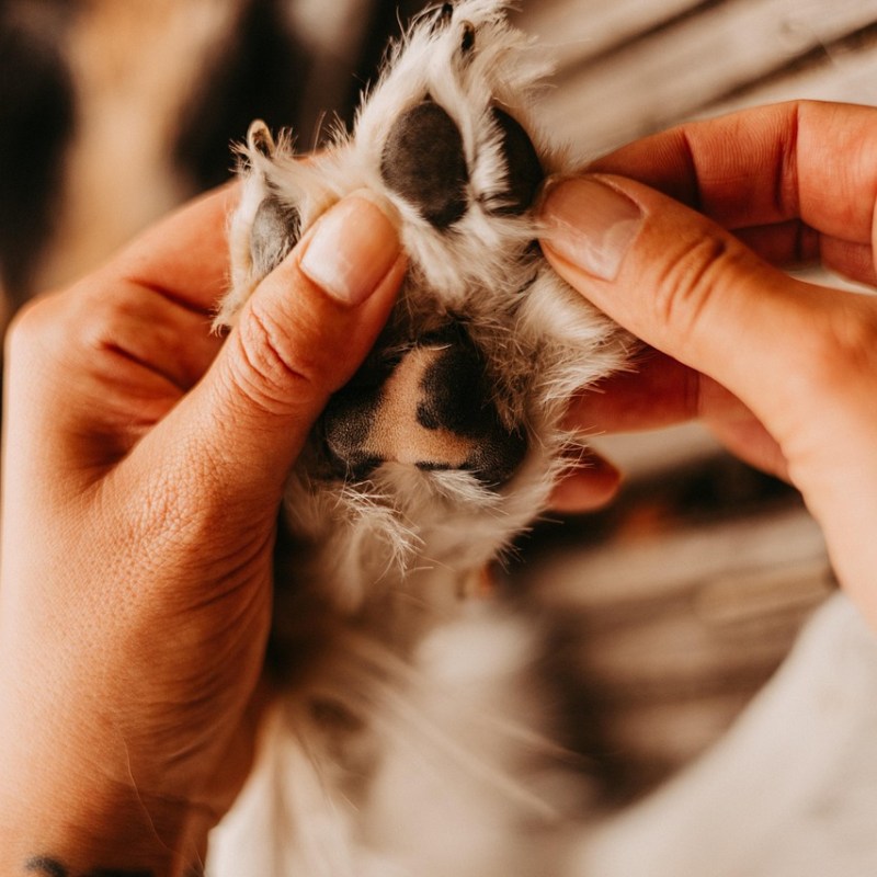 Does My Dog Need Paw Shoes? 8 Good Reasons&nbsp;Why