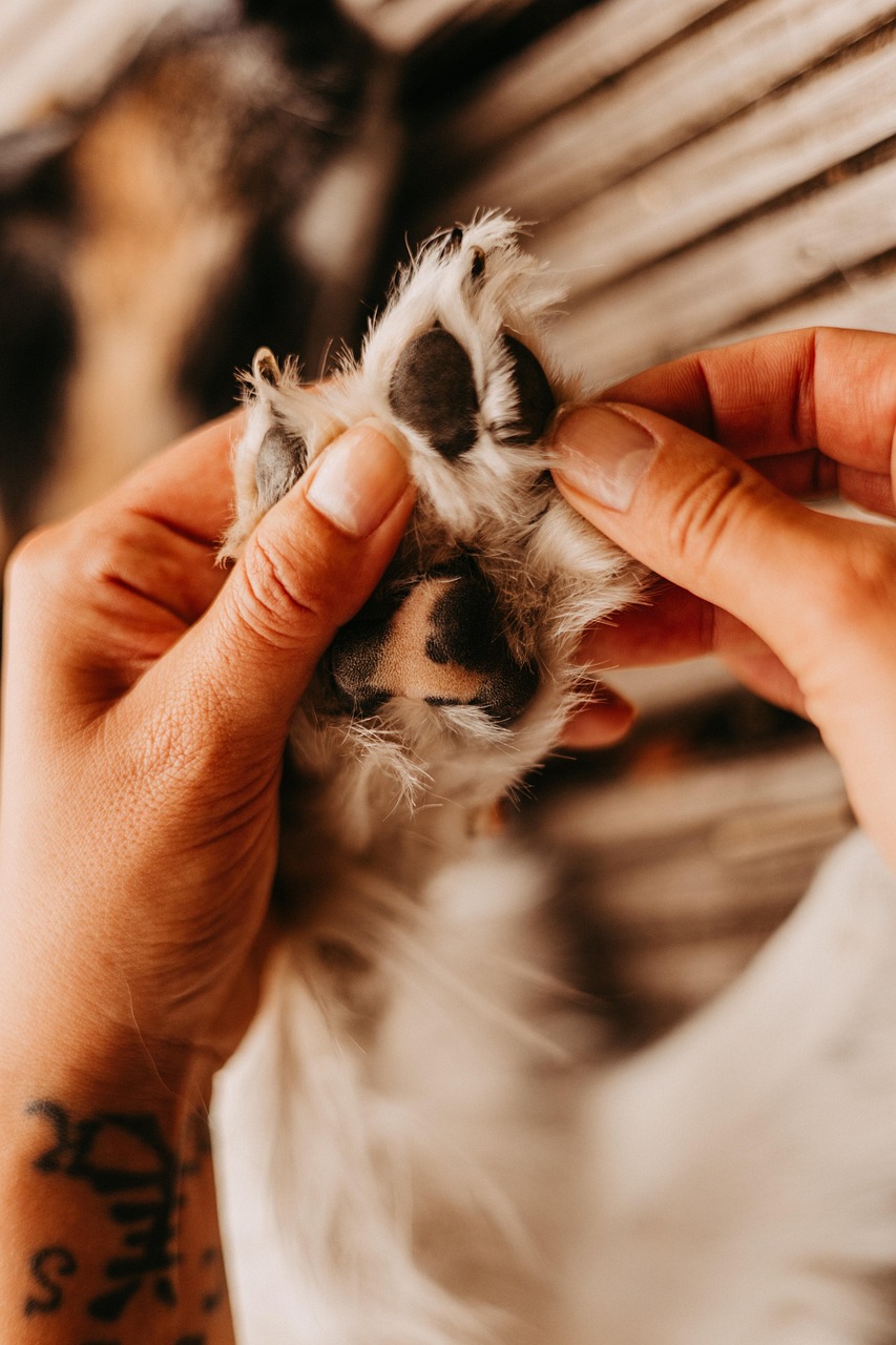 are paw shoes or dog boots necessary for my dog