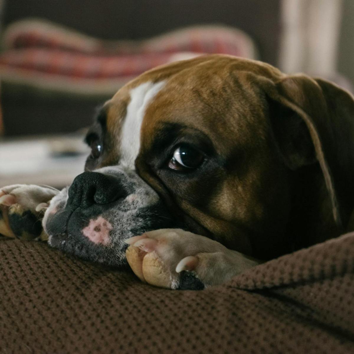 Pfotenpflege im Winter bei Hunden einfach&nbsp;gemacht