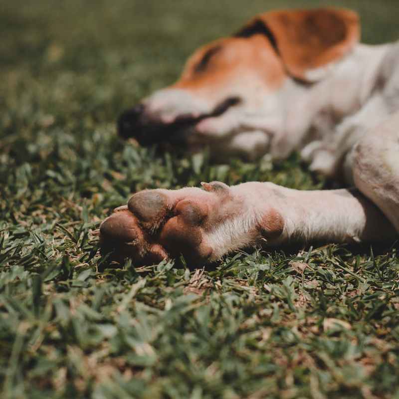 Winter Paw Care for Dogs – Made&nbsp;Easy