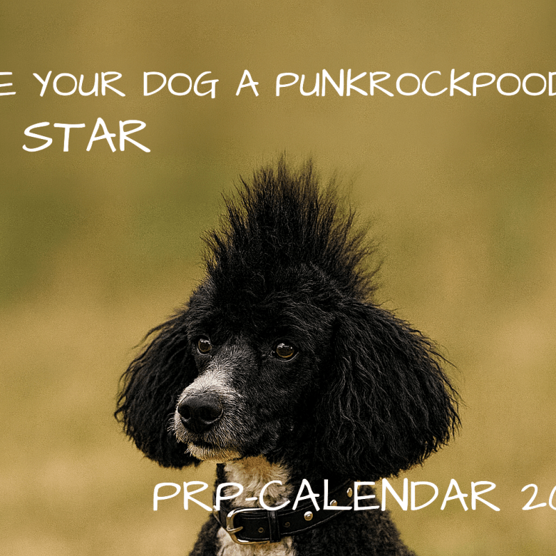 The PunkRockPoodle Photo Contest: Make Your Dog a Star&nbsp;2026!
