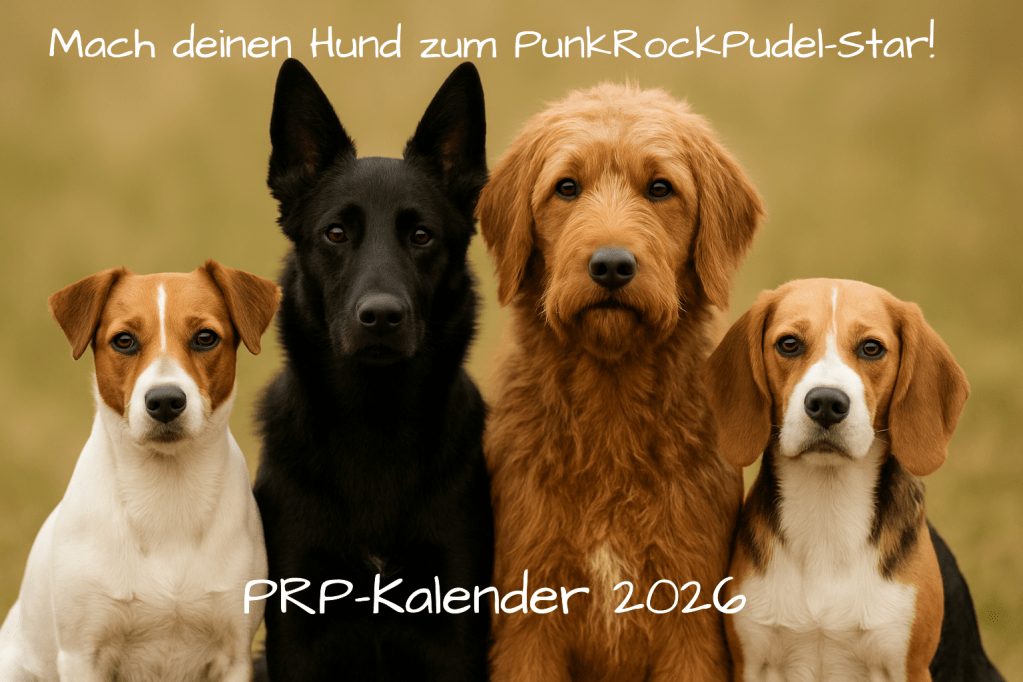 Fotowettbewerb PunkRockPudel