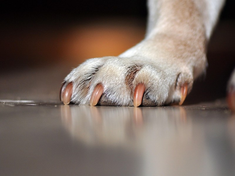 How to Get Your Dog Used to Paw Shoes: 5 Simple&nbsp;Steps