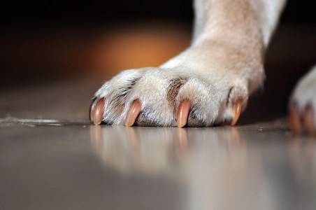 How to Get Your Dog Used to Paw Shoes: 5 Simple&nbsp;Steps