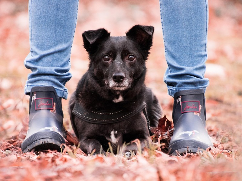Wie gewöhne ich meinen Hund an Pfotenschuhe? So geht‘s in 5 einfachen&nbsp;Schritten